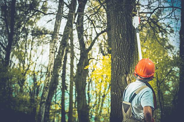 Best Root Management and Removal  in Dillon, CO